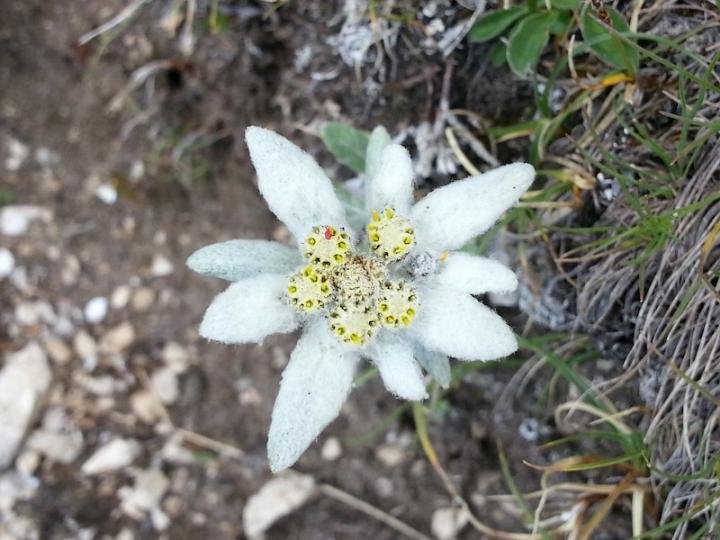 Edelweiss: A special Swiss symbol