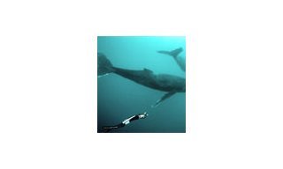 deLaCour Ambassador Pierre Frolla Swims with Whales