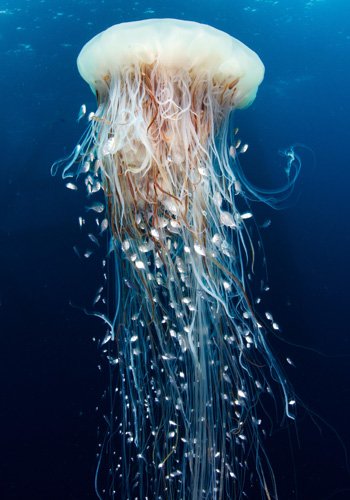National Geographic Pristine Seas