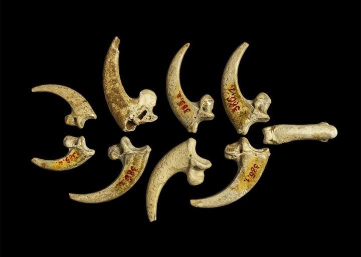 Neanderthal composition made from eight eagle talons, dating back 130,000 years