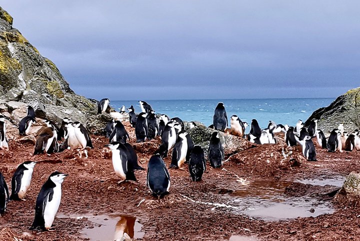 Delma Oceanmaster Antarctica 