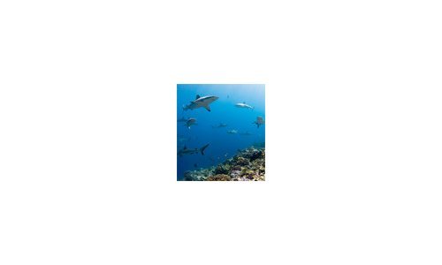 Blancpain Applauds The Expanded Commitment of “Pristine Seas”