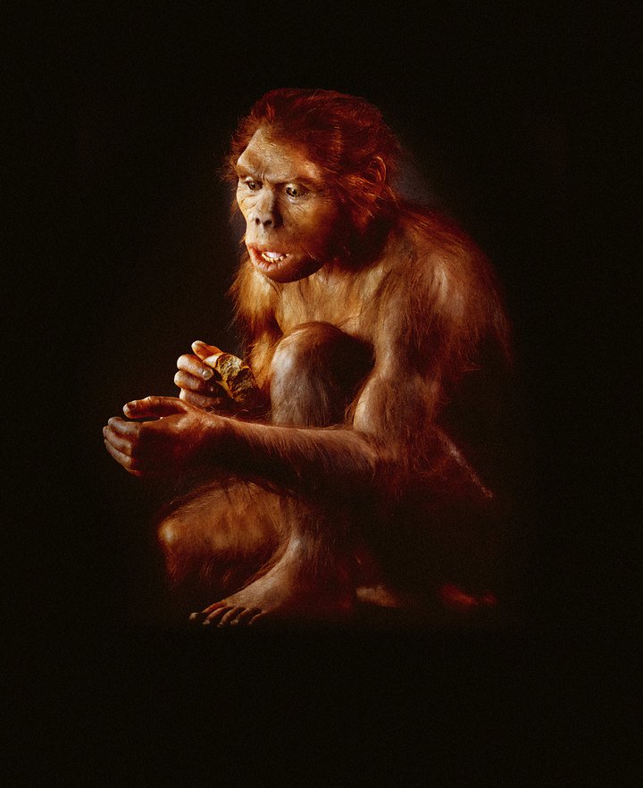 Artist's impression of a hominid, seemingly captivated by his opposable thumb, the tool with which other tools, such as the flint in his left hand, are made.