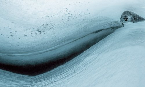 Beneath the Antarctic 