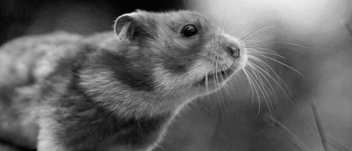 Get off the hamster wheel!