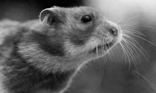 Get off the hamster wheel!