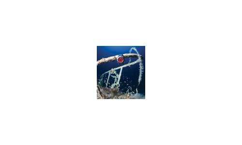 Reactor's ground-breaking ‘Gamma' Watch endures extreme underwater testing 