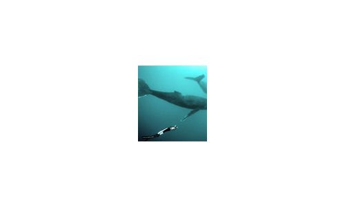 deLaCour Ambassador Pierre Frolla Swims with Whales