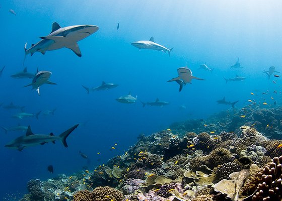 Blancpain Applauds The Expanded Commitment of “Pristine Seas”