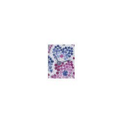 Spectre de la Rose by Oudin