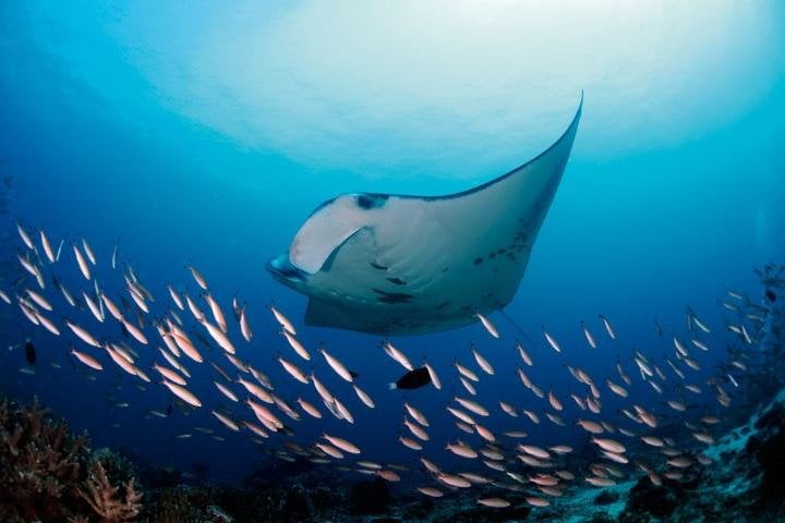 Reef manta ray, Manta alfredi, Dhiggaru Kandu, Ari Atoll, Maldives © Guy Stevens, Manta Trust 2015