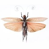 Tropidacrix Dux by Gaby Wormann