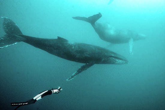 Pierre Frolla Swims with Humpback Whales