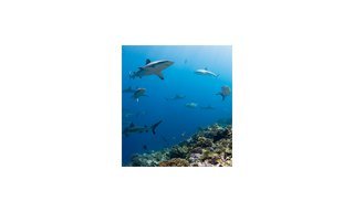 Blancpain Applauds The Expanded Commitment of “Pristine Seas”