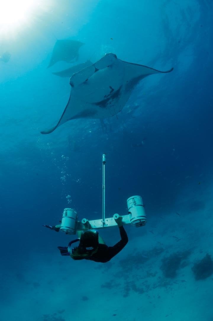 Researcher using a stereo camera to measure manta rays, Hanifaru Bay, Baa Atoll, Maldives © Guy Stevens, Manta Trust 2012