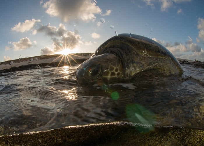 New Caledonia expedition: A green turtle returns to the sea after a night laying eggs at the remote Huon Island.