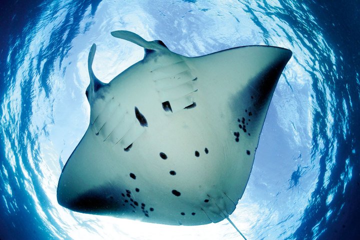 Reef manta ray, Manta alfredi, surface feeding, D'Arros Island, Amirantes, Seychelles © Guy Stevens, Manta Trust 2016