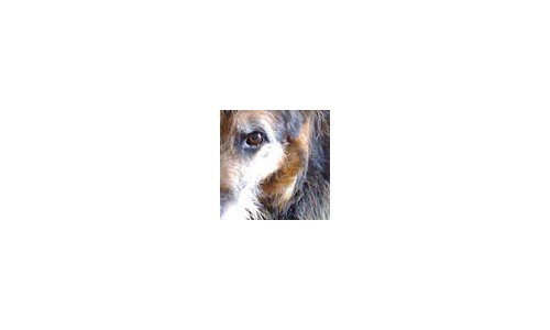 LAKIN@LARGE - Man's best friend