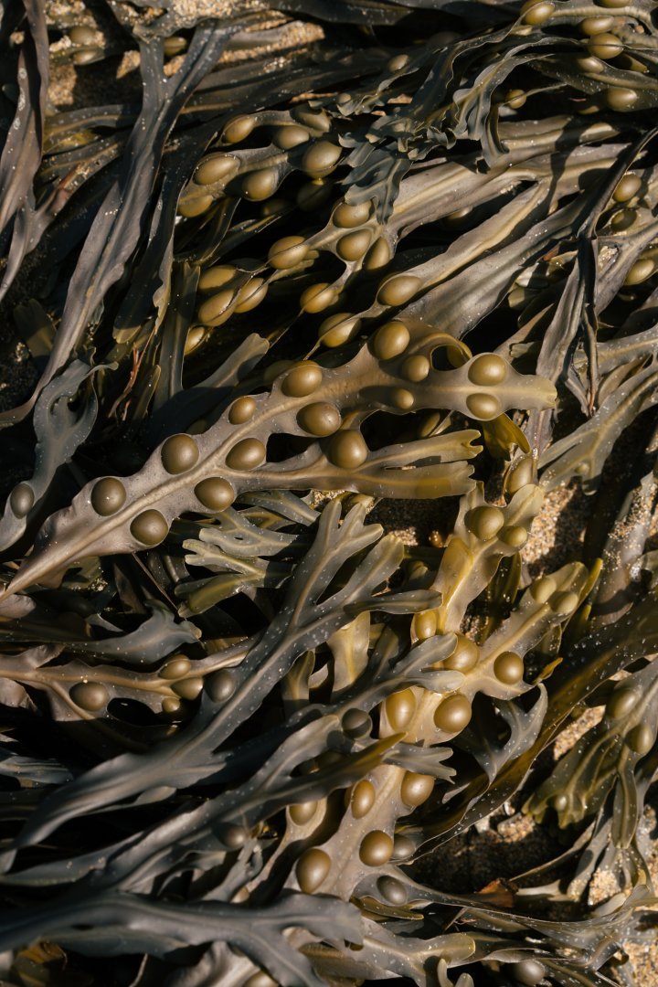 Is this the material of the future? London-based start-up Notpla produces a range of packaging solutions from seaweed.
