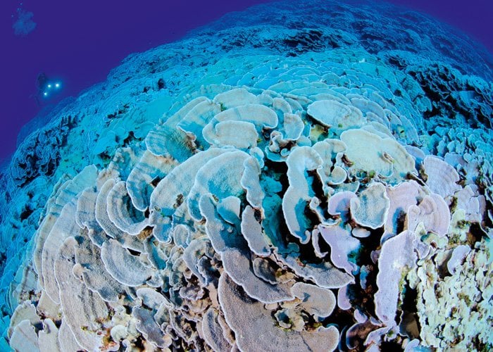 National Geographic Pristine Seas