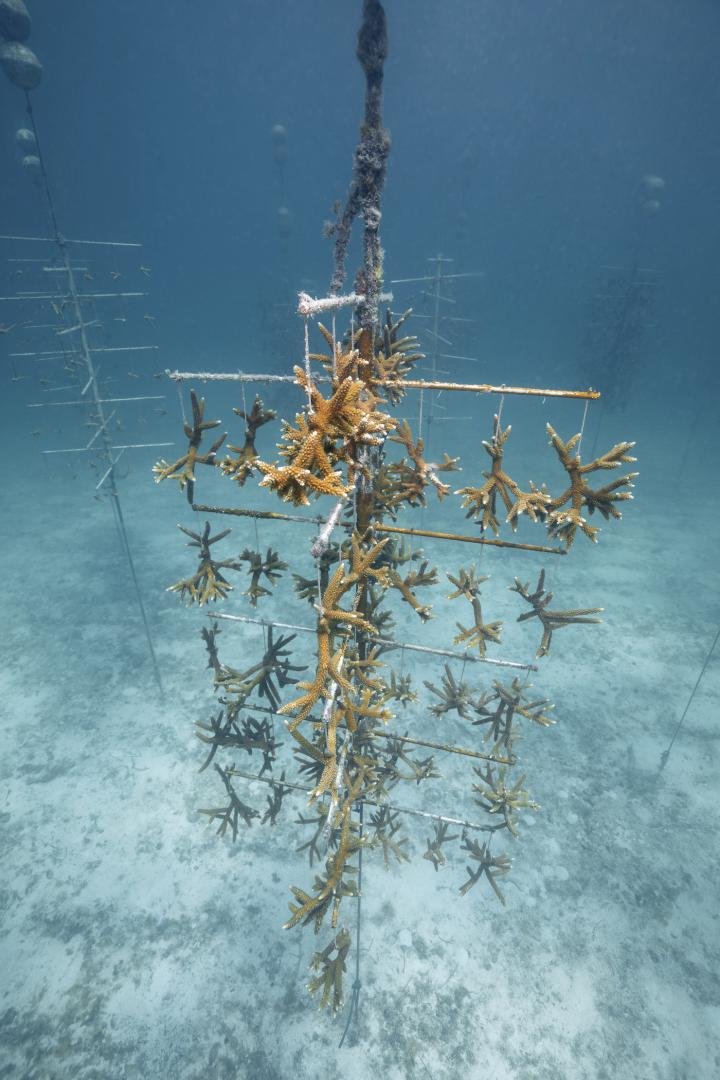 As part of its global Change for the Better programme, Oris supports the Coral Restoration Foundation in Florida.