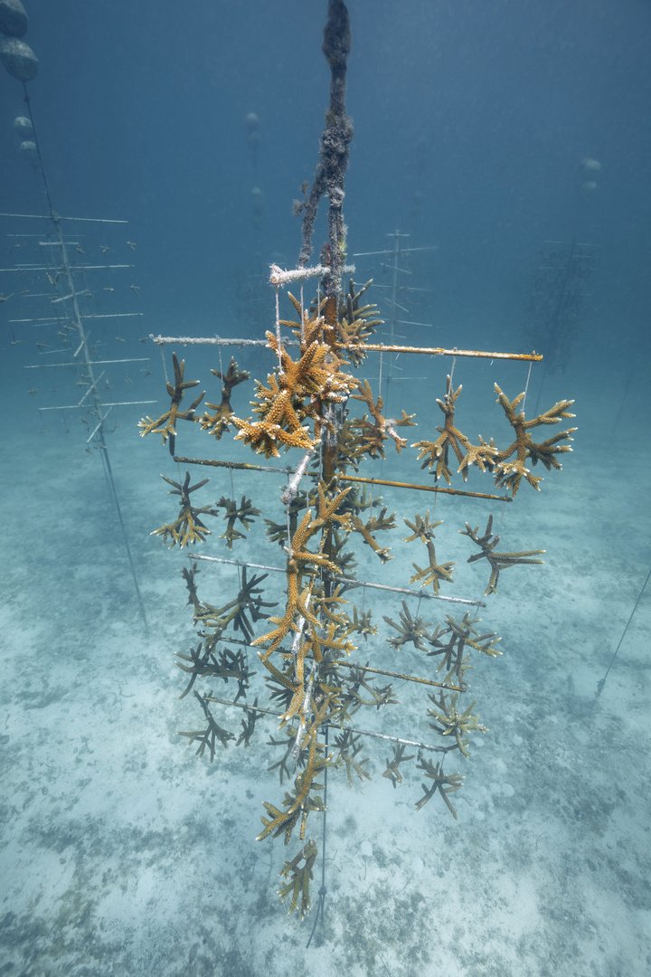 As part of its global Change for the Better programme, Oris supports the Coral Restoration Foundation in Florida.