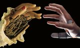 The Musician, the Third Thumb and the Exoskeleton
